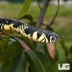 8Ft Nicaraguan Tiger Ratsnake (Spilotes pullatus) For Sale - Underground Reptiles