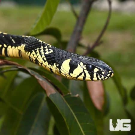 8Ft Nicaraguan Tiger Ratsnake (Spilotes pullatus) For Sale - Underground Reptiles