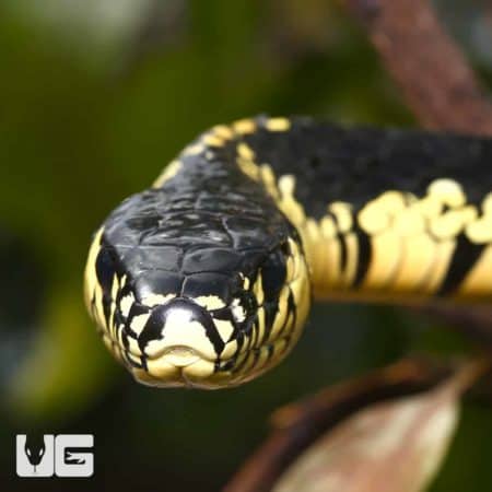 8Ft Nicaraguan Tiger Ratsnake (Spilotes pullatus) For Sale - Underground Reptiles