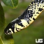 8Ft Nicaraguan Tiger Ratsnake (Spilotes pullatus) For Sale - Underground Reptiles