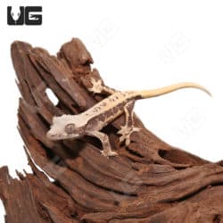 Baby Lilly White Crested Gecko #1 (Correlophus ciliatus) For Sale - Underground Reptiles