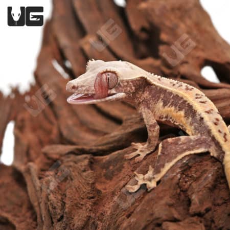 Baby Lilly White Crested Gecko on wood branch, close-up.
