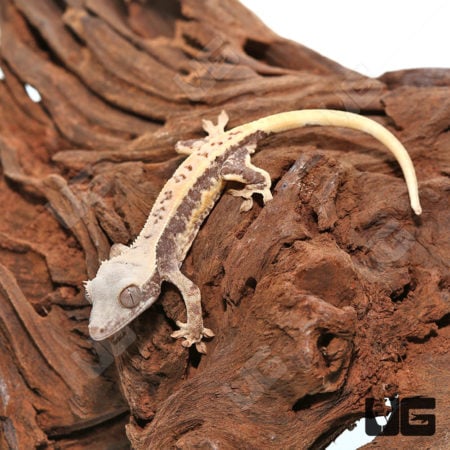 Baby Lilly White Crested Gecko on wood branch, close-up view.