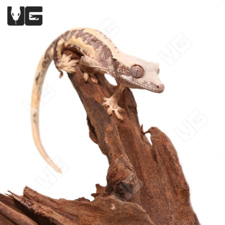 Baby Lilly White Crested Gecko on a piece of wood, showcasing its unique coloration.