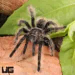 Curly Hair Tarantulas For Sale - Underground Reptiles