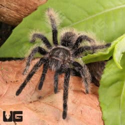 Curly Hair Tarantulas For Sale - Underground Reptiles