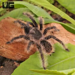 Curly Hair Tarantulas For Sale - Underground Reptiles