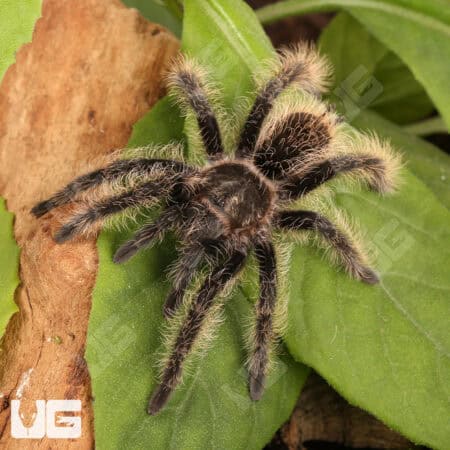 Curly Hair Tarantulas For Sale - Underground Reptiles
