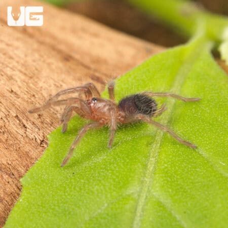 Baby Curly Haired Tarantula (Brachypelma albopilosum) For Sale - Underground Reptiles