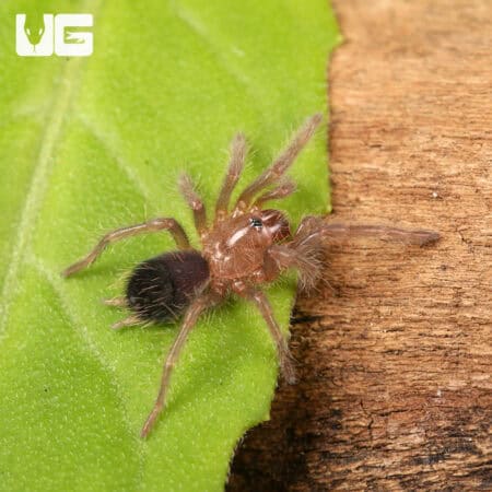 Baby Curly Haired Tarantula (Brachypelma albopilosum) For Sale - Underground Reptiles