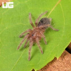 Baby Curly Haired Tarantula (Brachypelma albopilosum) For Sale - Underground Reptiles