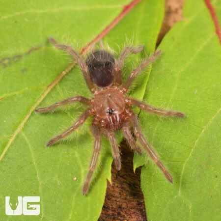 Baby Curly Haired Tarantula (Brachypelma albopilosum) For Sale - Underground Reptiles