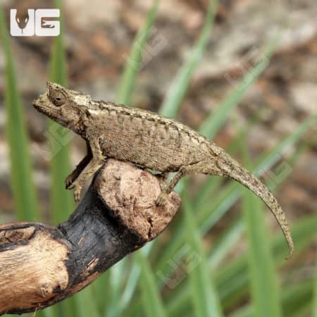 Brookesia Thieli (Brookesia thieli) For Sale - Underground Reptiles