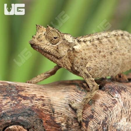 Brookesia Thieli (Brookesia thieli) For Sale - Underground Reptiles