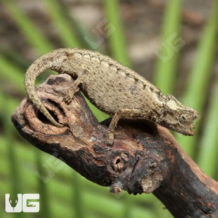 Brookesia Thieli (Brookesia thieli) For Sale - Underground Reptiles