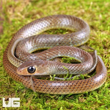 Indo-Chinese Rat Snakes for sale - Underground Reptiles