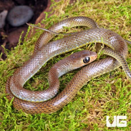 Indo-Chinese Rat Snakes for sale - Underground Reptiles