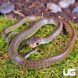 Indo-Chinese Rat Snakes for sale - Underground Reptiles