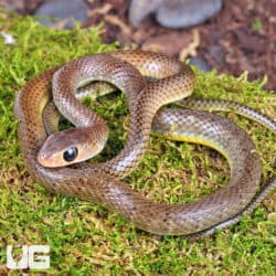 Indo-Chinese Rat Snakes for sale - Underground Reptiles