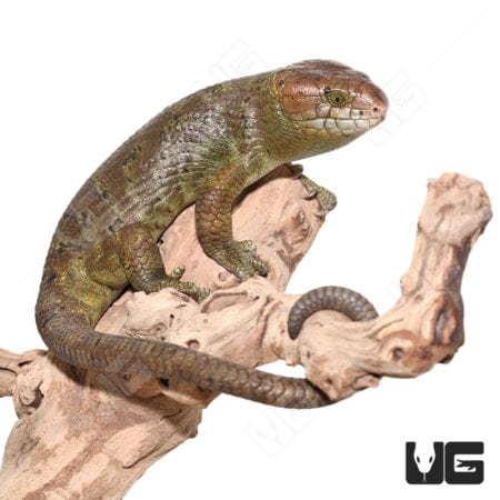 Monkey Tailed Skinks (Corucia zebrata) For Sale - Underground Reptiles