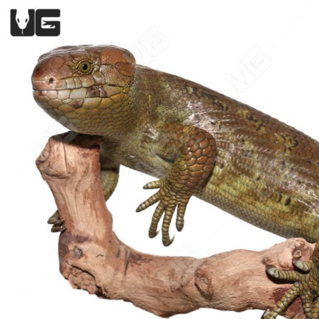 Close-up of an adult male monkey tailed skink on a branch.