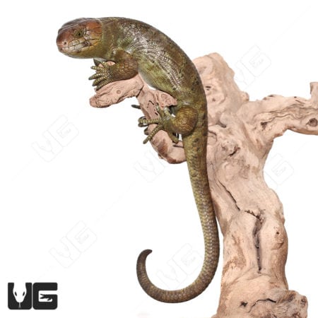 Monkey Tailed Skinks (Corucia zebrata) For Sale - Underground Reptiles