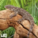 Saklava Velvet Geckos For Sale - Underground Reptiles