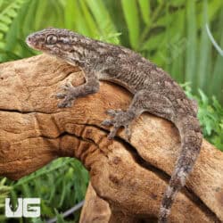 Saklava Velvet Geckos For Sale - Underground Reptiles