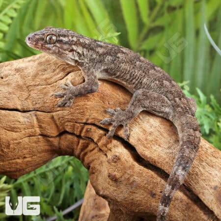 Saklava Velvet Geckos For Sale - Underground Reptiles