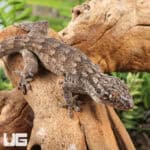 Saklava Velvet Geckos For Sale - Underground Reptiles