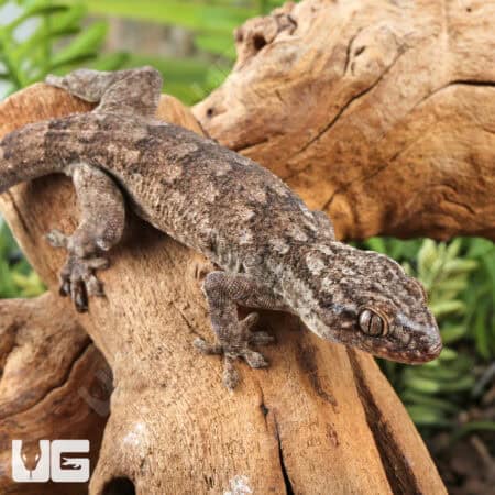 Saklava Velvet Geckos For Sale - Underground Reptiles