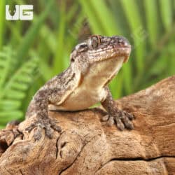 Saklava Velvet Geckos For Sale - Underground Reptiles