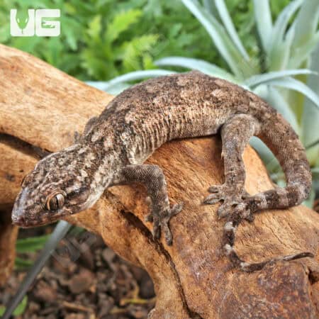 Saklava Velvet Geckos For Sale - Underground Reptiles