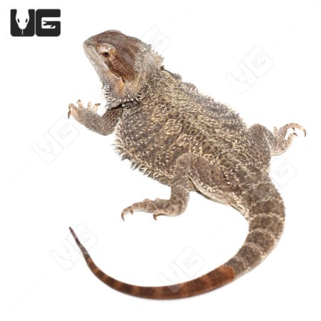 Adult Female Bearded Dragon (Pogona vitticeps)