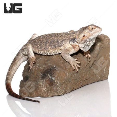 Adult Female Bearded Dragon (Pogona vitticeps)