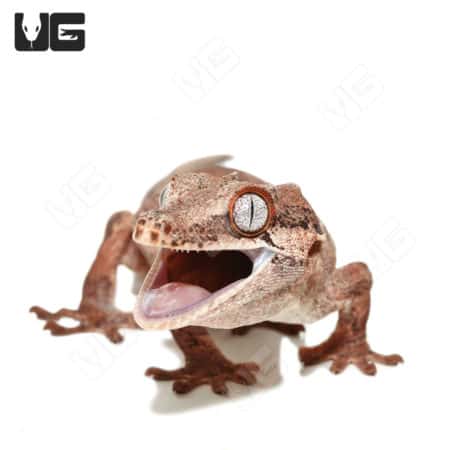 Adult male red base striped gargoyle gecko with vibrant coloration and unique patterning.