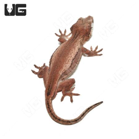 Adult male red base striped gargoyle gecko for sale at Underground Reptiles. Perfect for reptile ent.