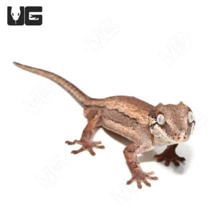 Red Base Striped Gargoyle Gecko for sale, adult male, vibrant coloration, and unique pattern.