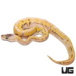 Baby Baby Champagne Enchi Pastel Pinstripe Ball Pythons For Sale - Underground Reptiles
