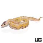 Baby Baby Champagne Enchi Pastel Pinstripe Ball Pythons For Sale - Underground Reptiles