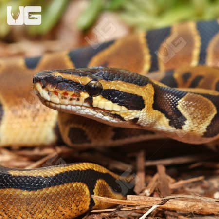 Baby Enchi Ball Python (Python regius) For Sale