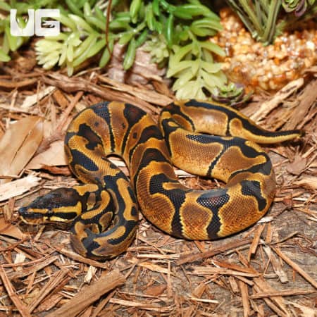Baby Enchi Ball Python (Python regius) For Sale