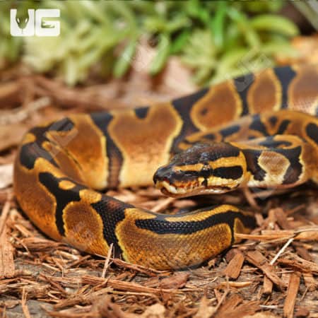 Baby Enchi Ball Python (Python regius) For Sale