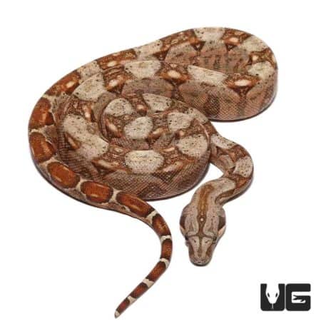 Baby Hypo Sonoran Boas Poss. Het T+ Albino For Sale - Underground Reptiles