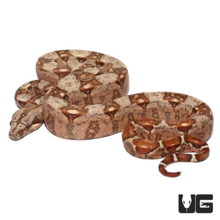 Baby Hypo Sonoran Boas Poss. Het T+ Albino For Sale - Underground Reptiles