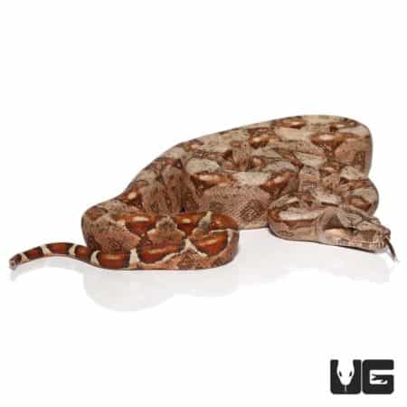 Baby Hypo Sonoran Boas Poss. Het T+ Albino For Sale - Underground Reptiles