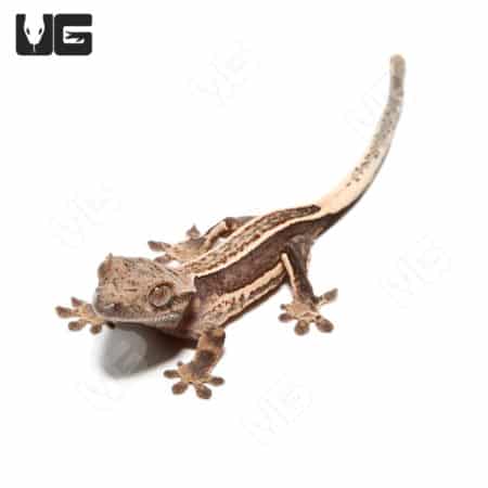 Baby Quad Stripe Crested Geckos (Correlophus ciliatus) For Sale - Underground Reptiles