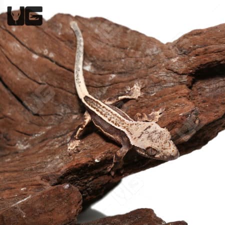 Baby Quad Stripe Crested Geckos (Correlophus ciliatus) For Sale - Underground Reptiles