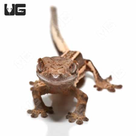 Baby Quad Stripe Crested Geckos (Correlophus ciliatus) For Sale - Underground Reptiles