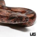 Female Aberrant Guyana Redtail Boa (Boa c. constrictor) For Sale - Underground Reptiles